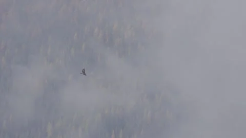 Golden eagle flies above alpine forest, 4K log, 4K available Stock Footage 290877655