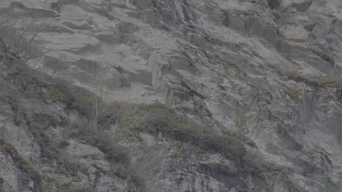 Golden eagle flies along a cliff, S-log, 4K available 스톡 동영상 321228558