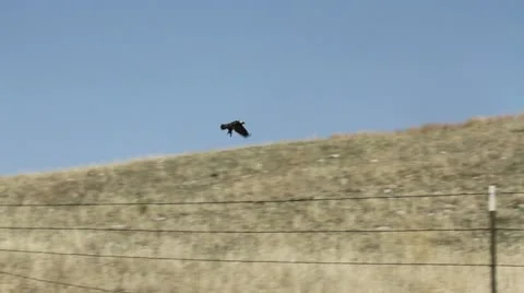 Golden eagle flies with prey Stock-Footage 11839661