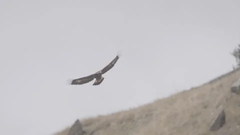 Golden eagle flies in slow motion in the Alps, 4K, S-log 3 Stock Footage 290876687