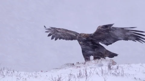 Golden eagle in flight landing falling snow scenery winter Stock Footage 46003112