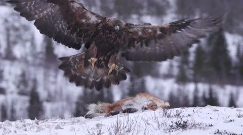 Golden eagle in flight landing snow scenery winter Video stock 46049951
