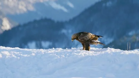 Golden Eagle in Flight Over a Snowy Mountain Range Stock Footage 296857065