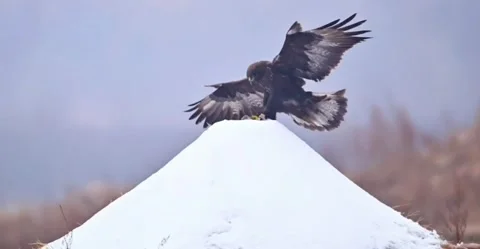 Golden eagle in flight over snowy landscape Vidéo 334269321