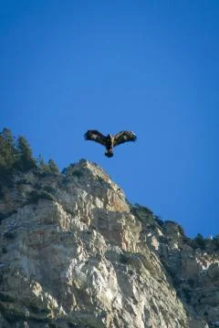 Golden Eagle in Flight Foto stock