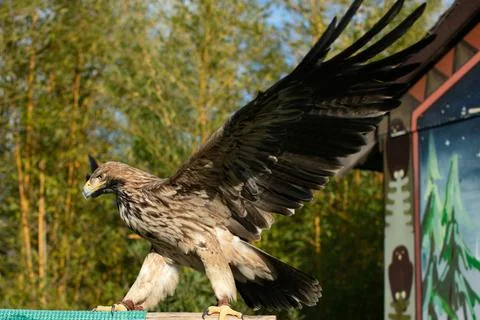 Golden eagle fly Foto stock
