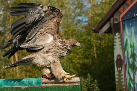 Golden eagle fly Stock Photos