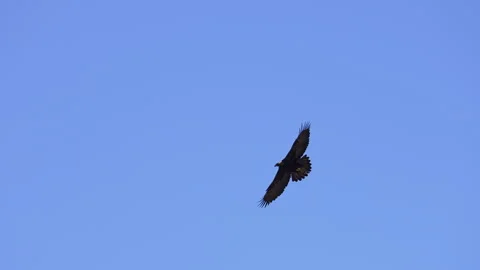 Golden Eagle flying against a blue sky in slow motion Stock Footage 332628384