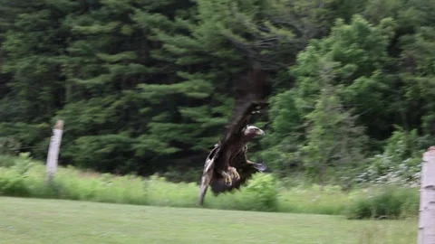 Golden Eagle flying and landing Stock Footage