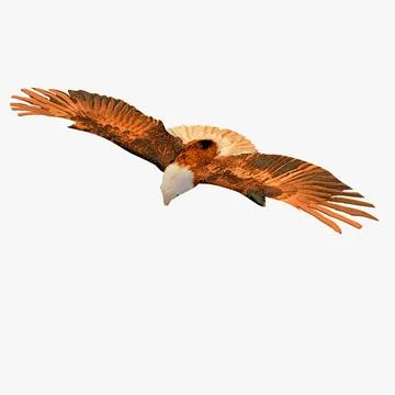 Golden Eagle Flying Animated 3D Model