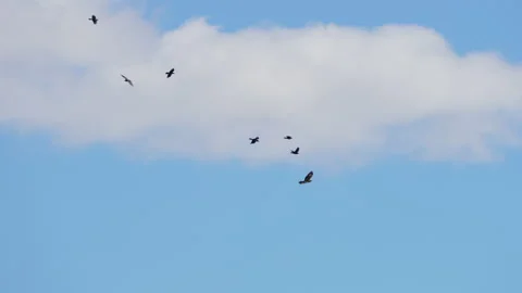 Golden Eagle flying away from Ravens attacking it Stock Footage 332628714