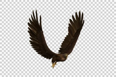 Golden Eagle flying with beak open, 3D illustration isolated on transparent b Stock Illustration
