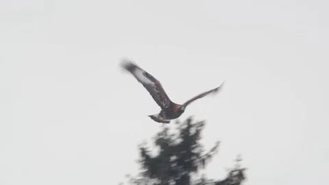 Golden eagle. Flying bird. Birds of prey in flight in the sky. Aquila Stock Footage