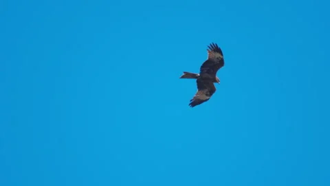 Golden Eagle flying in blue sky Stock Footage 321766456
