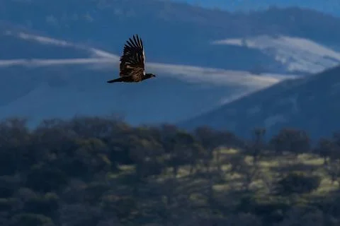 Golden eagle flying in flight Stock Photos