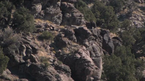 Golden Eagle Flying 스톡 동영상 37597580