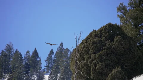 Golden Eagle flying over treetops through Jackson Canyon in winter Vídeo Stock 236444965