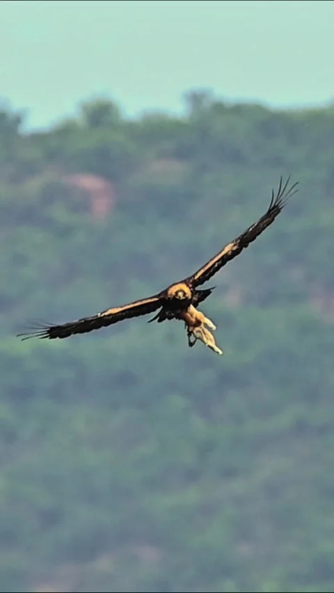 Golden Eagle Flying in the Sky Carrying Prey in Its Talons Vidéo 329910401