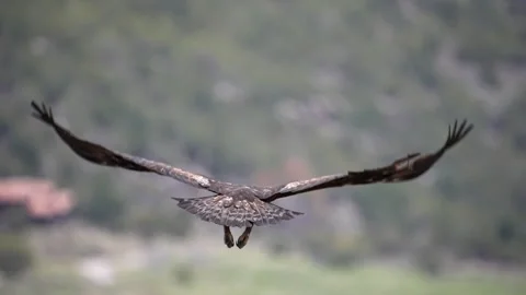 Golden Eagle flying in slow motion over green landscape Stock Footage 276442188