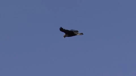 Golden Eagle Flying Soaring Badlands National Park Winter Vidéo 43119283
