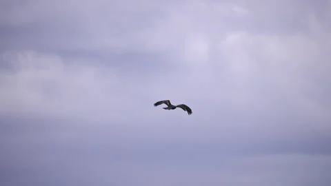 Golden Eagle Flying through the sky in slow motion Stock Footage 276442006