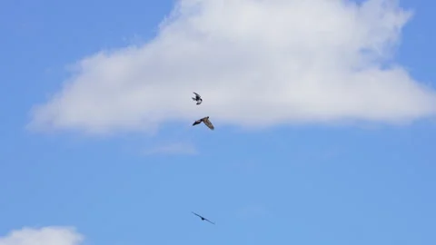Golden Eagle flying through the sky as Ravens chase it Stock Footage 332628457