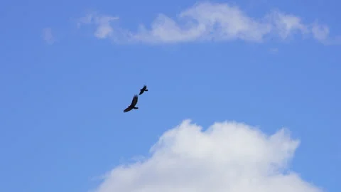 Golden Eagle flying through the sky as a Raven attacks it Stock Footage 332628462