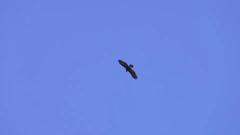 Golden Eagle flying through the sky as a Peregrine Falcon flies past Stock Footage 332629907