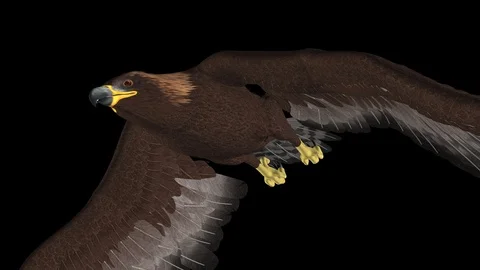 Golden Eagle - Flying Transition - 05 - Alpha Channel - 4K Vidéo 89746344