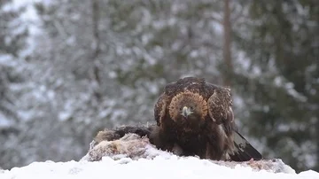Golden eagle follows closely the approaching eagle Stock Footage 86084920