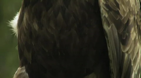 Golden Eagle Stock Footage 621152