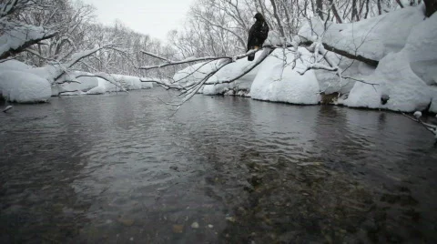  golden eagle Видео 644743