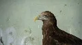 Golden eagle HD Footage