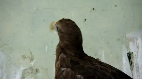 Golden eagle Stock Footage