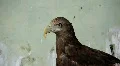 Golden eagle HD Footage