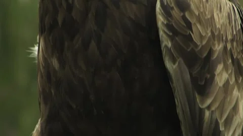 Golden Eagle Stock Footage 922276