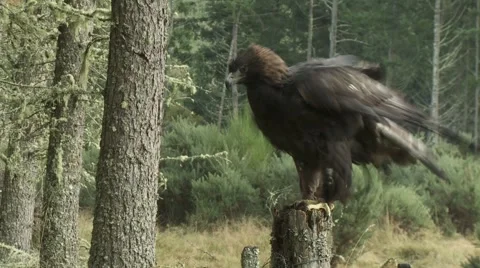 Golden Eagle Video stock 1088839