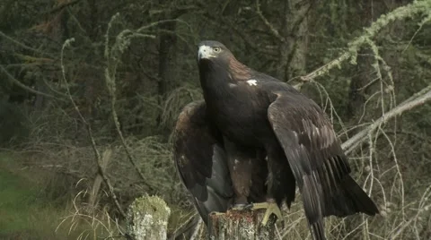 Golden Eagle Video stock 1088841