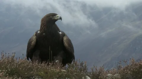 Golden Eagle Video stock 1088853