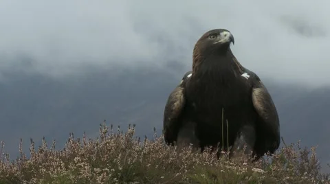 Golden Eagle Video stock 1088856