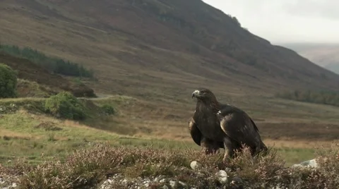 Golden Eagle Video stock 1088874