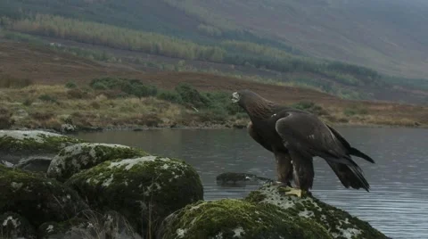 Golden Eagle Video stock 1088930