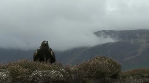 Golden Eagle Video stock 1088931