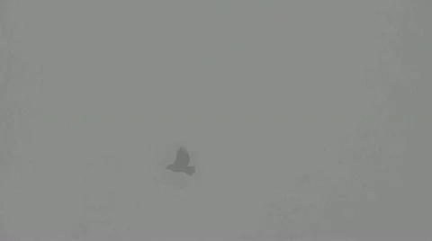Golden eagle Stock Footage