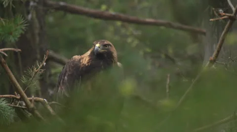 Golden eagle Stock Footage 23931825