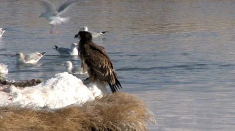 Golden Eagle Stock Footage 30468994
