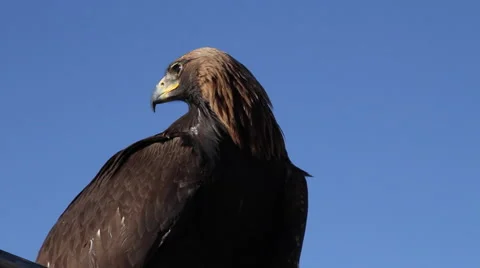 GOLDEN EAGLE Stock Footage 64847244