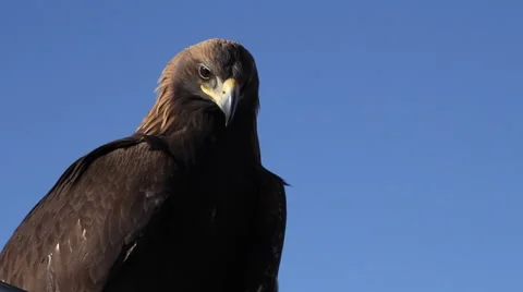 GOLDEN EAGLE Stock Footage 64847607