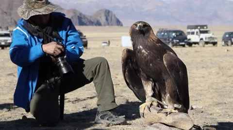 GOLDEN EAGLE Stock Footage 64847734