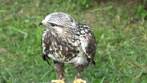 Golden eagle. 動画素材 114302599